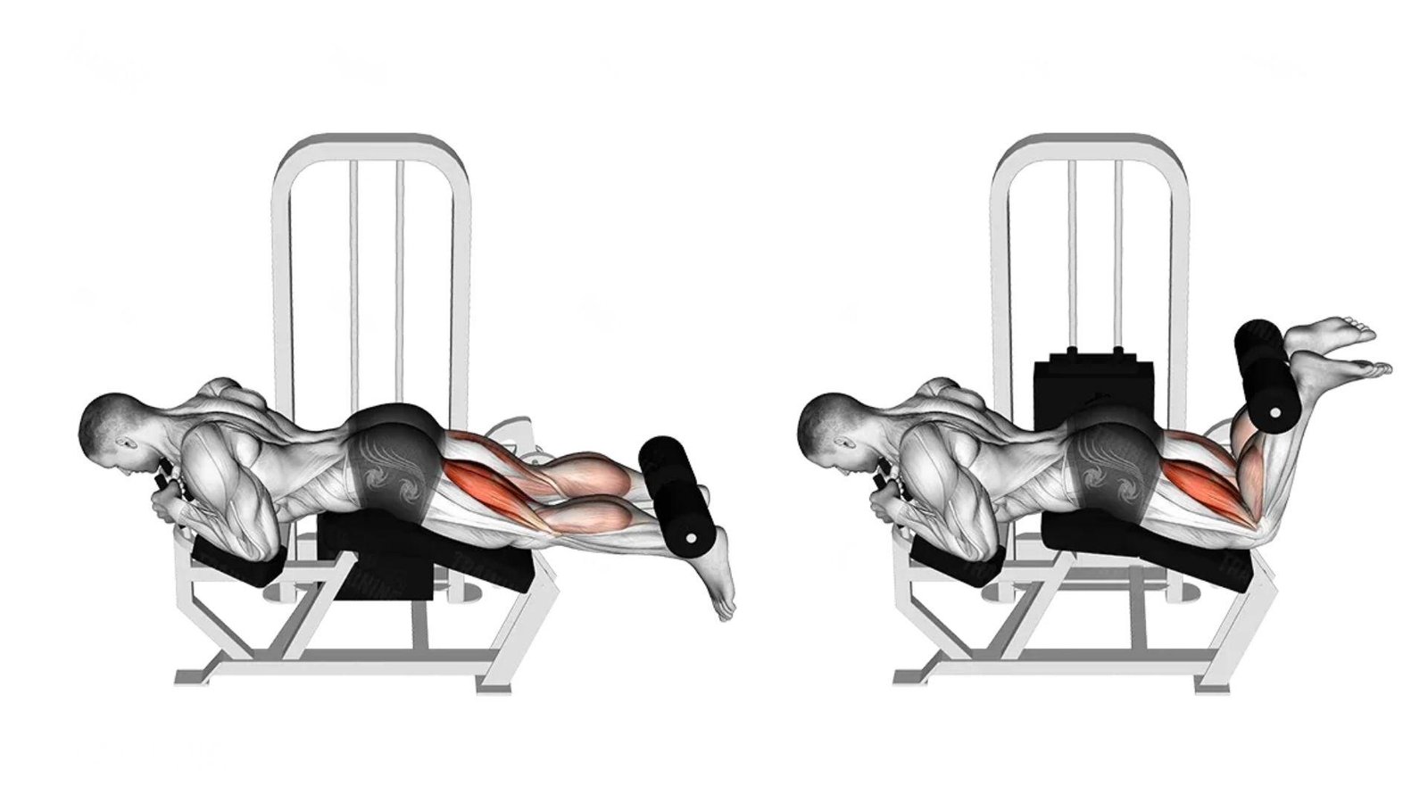 Two-stage illustration of the lying leg curl, showing legs straight then curled up.