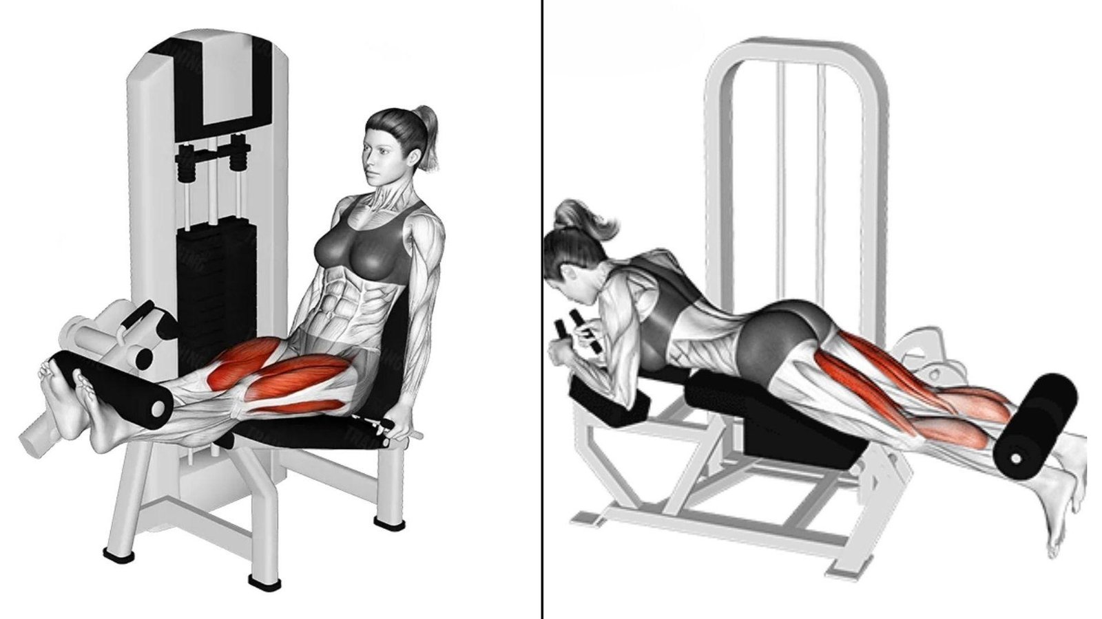 Illustration comparing a seated leg extension with a lying leg curl, worked muscles in red.