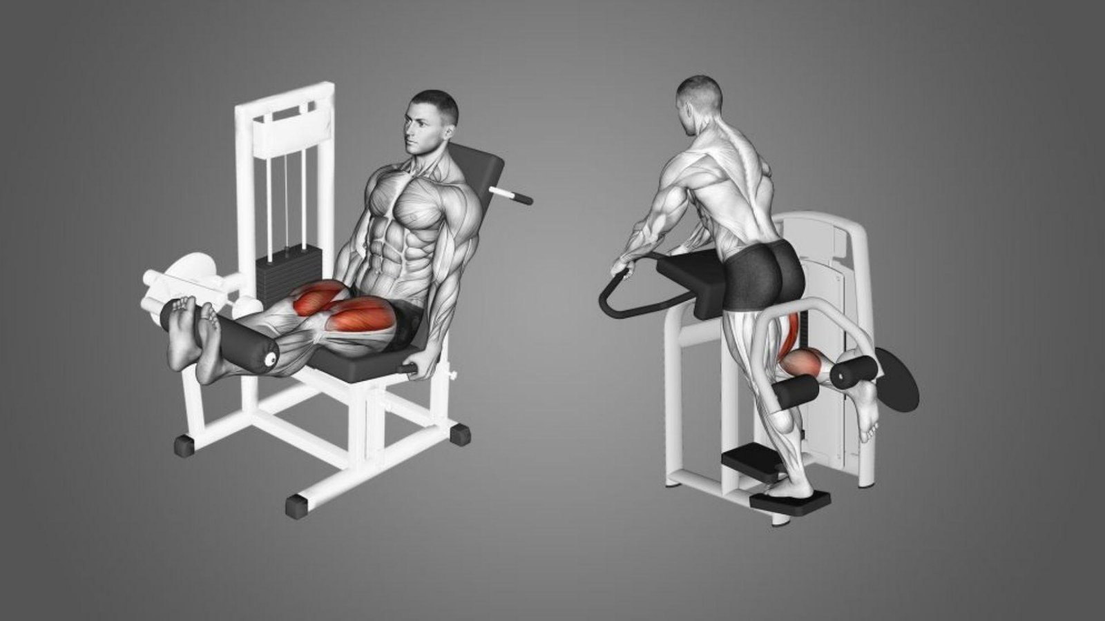 Anatomy diagram of seated leg extension and standing leg curl on a grey background.