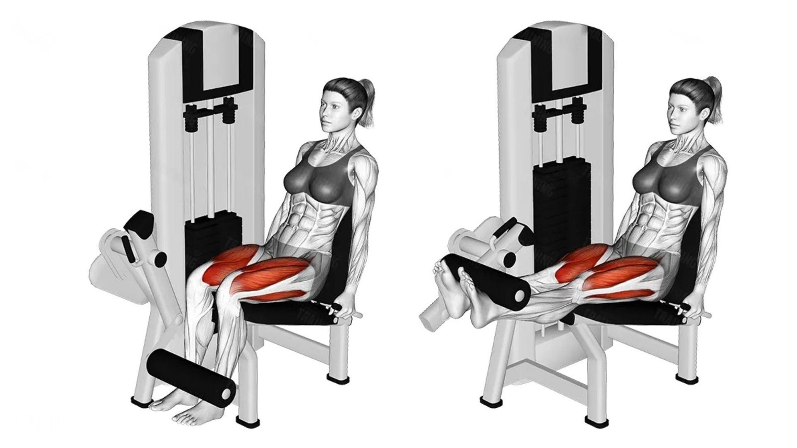 Two-stage illustration of the seated leg extension, showing start and extended positions.