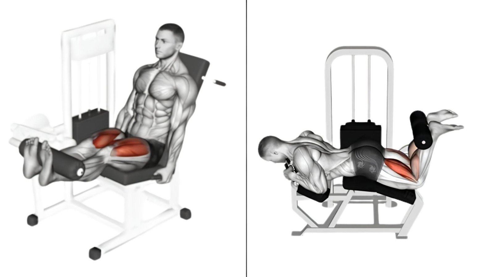 Anatomy illustration of a seated leg extension and a lying leg curl, upper leg muscles highlighted.